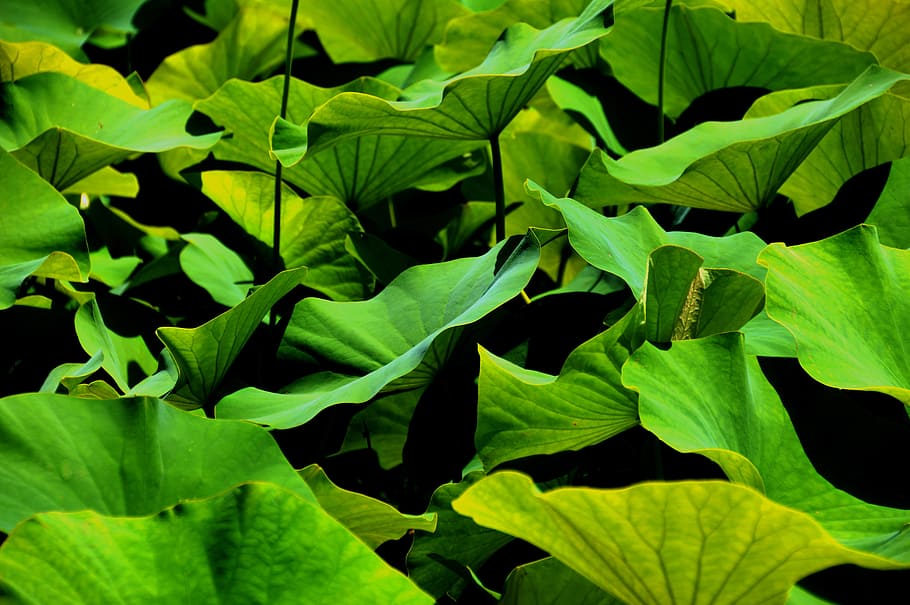 green leaf plants photo, bio, graphic, background, nature, green Color HD wallpaper