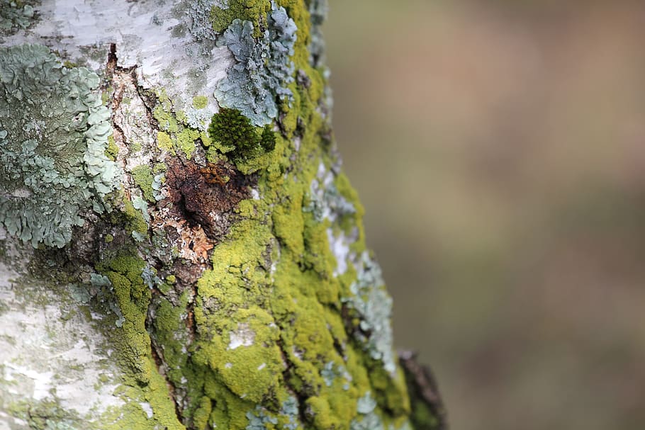 nature, tree, outdoors, flora, environment, bark, green, park HD wallpaper