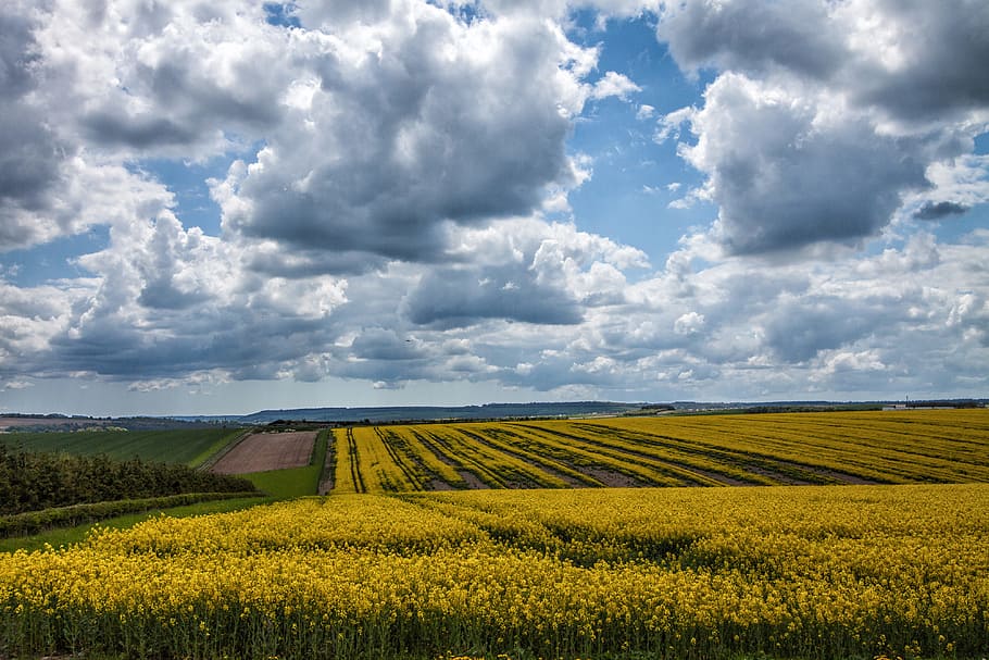 Landscape shot of a yellow field in Devon, England, nature, agriculture HD wallpaper