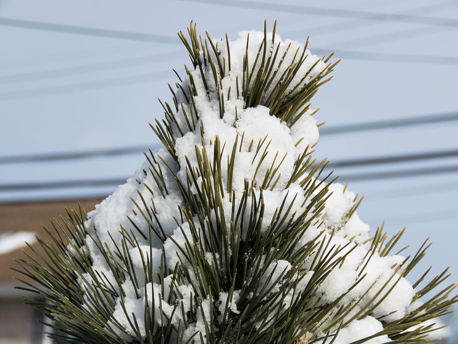 snow covered plant, tree, blue, sky, pine leaves, winter, pine tree HD wallpaper