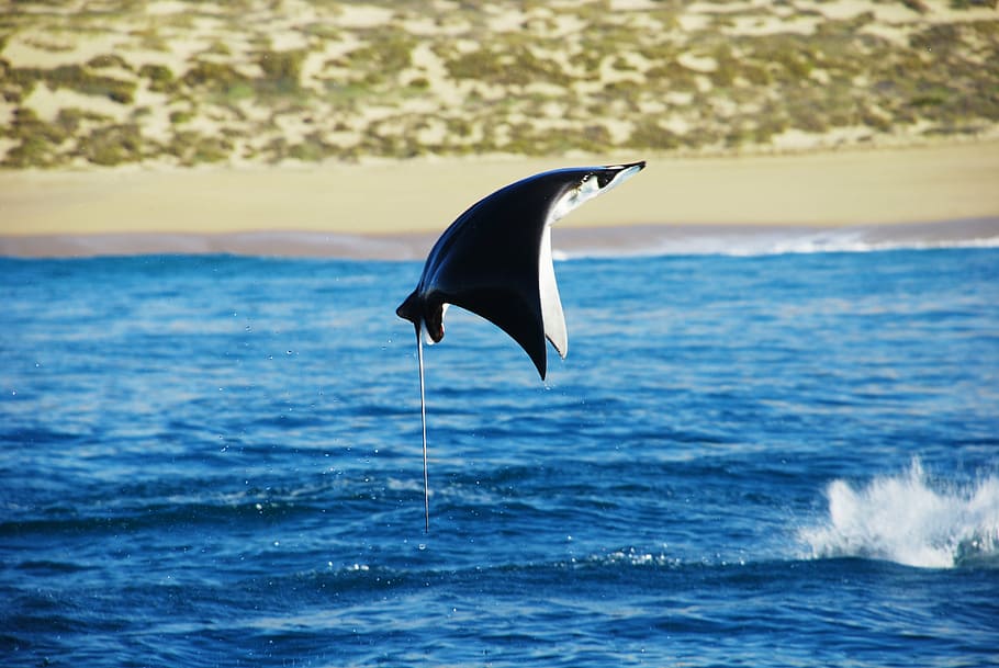 sting ray on flight, stingray, cape, mexico, ocean, water, sea HD wallpaper