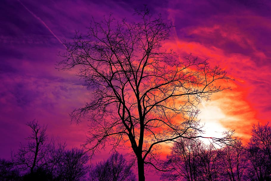 black tree, bare tree, winter tree, sunset, sky, sunset sky, dusk, HD wallpaper