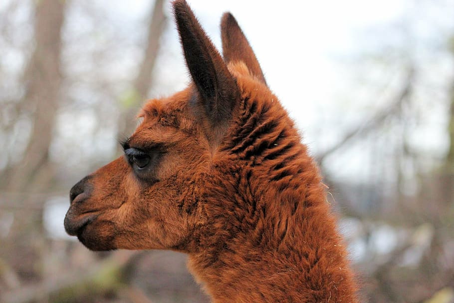 alpaca, animals, wool, fur, mammal, fluffy, wildlife photography HD wallpaper