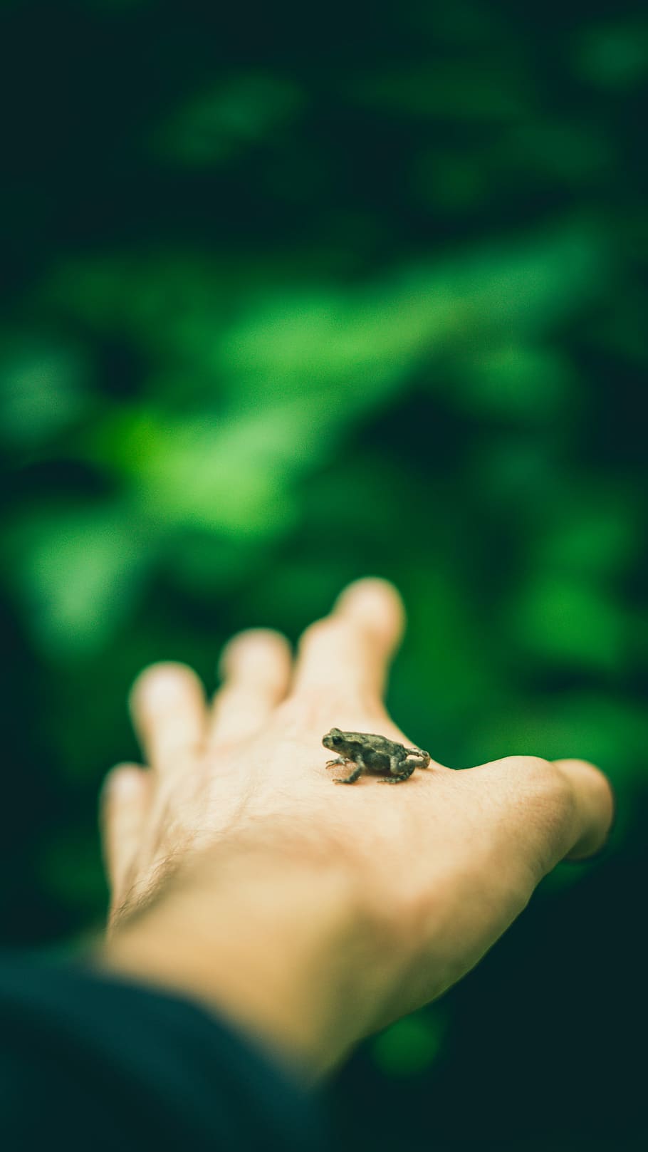 selective focus photography of green frog on left human hand, selective focus photo of frog on person's hand HD wallpaper