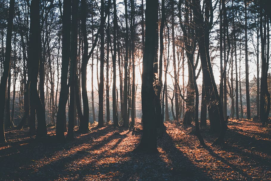 silhouette photography of trees, forest facing sunrise, ray, golden hour HD wallpaper