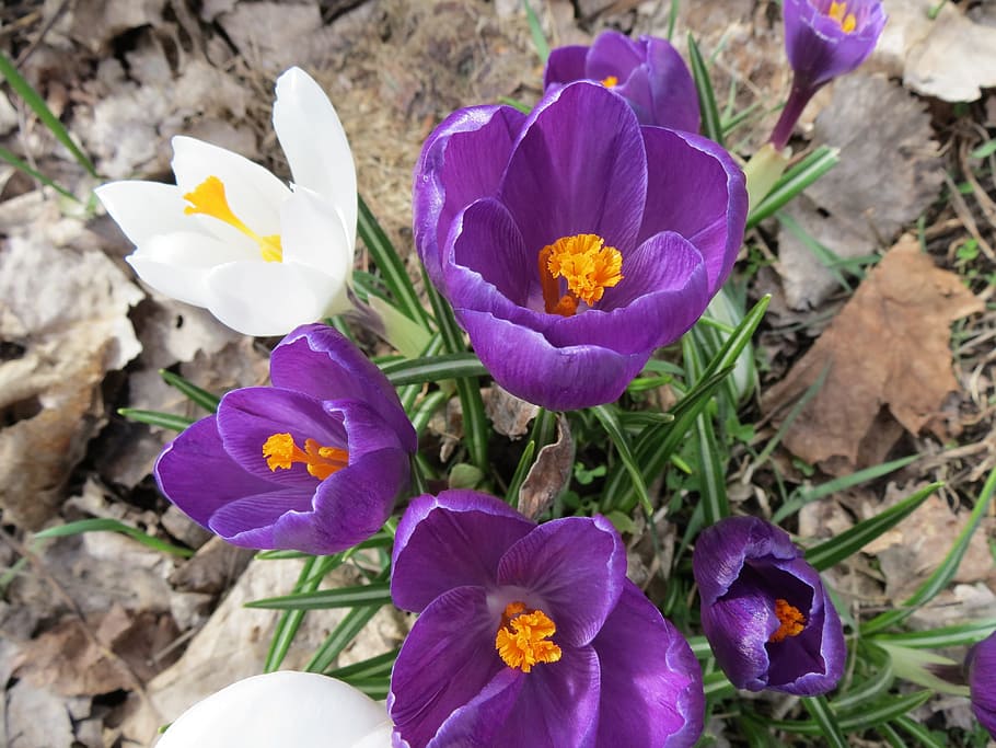 crocus, flowers, springtime, macro, blossom, petal, bulbs, new life HD wallpaper