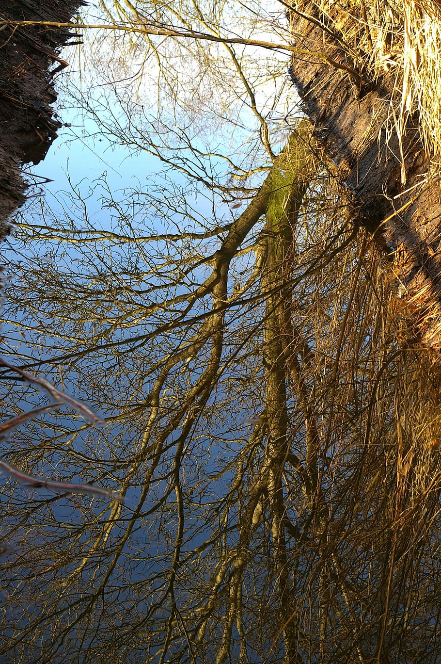 Nature, Bach, Mirroring, Water, landscape, forest, water running HD wallpaper