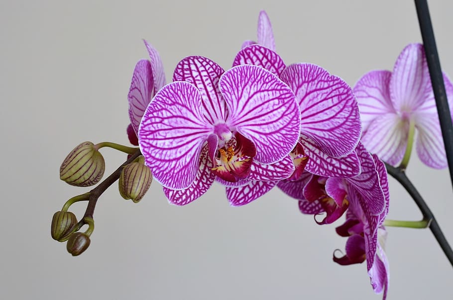 pink orchid, Lila, Flower, Nature, Plant, beautiful, ornamental plants, HD wallpaper