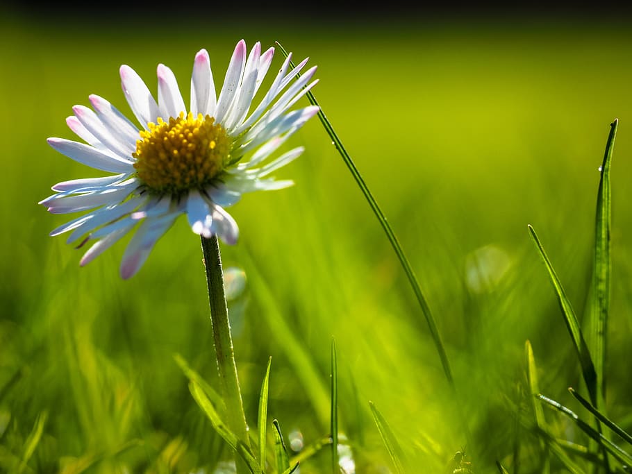 daisy, green, grass, nature, macro, blossom, bloom, yellow white HD wallpaper