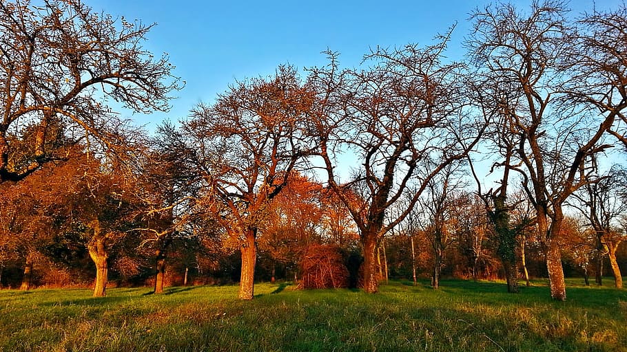 tree, the sun, meadow, nature, west, the rays, plant, grass HD wallpaper