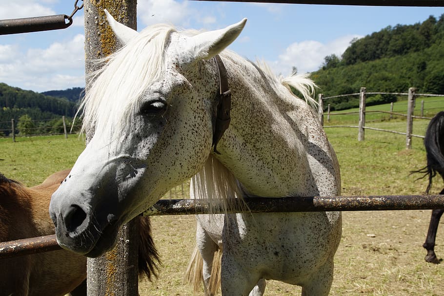 mare, mold, arabs, horse, thoroughbred arabian, pasture, horse head HD wallpaper