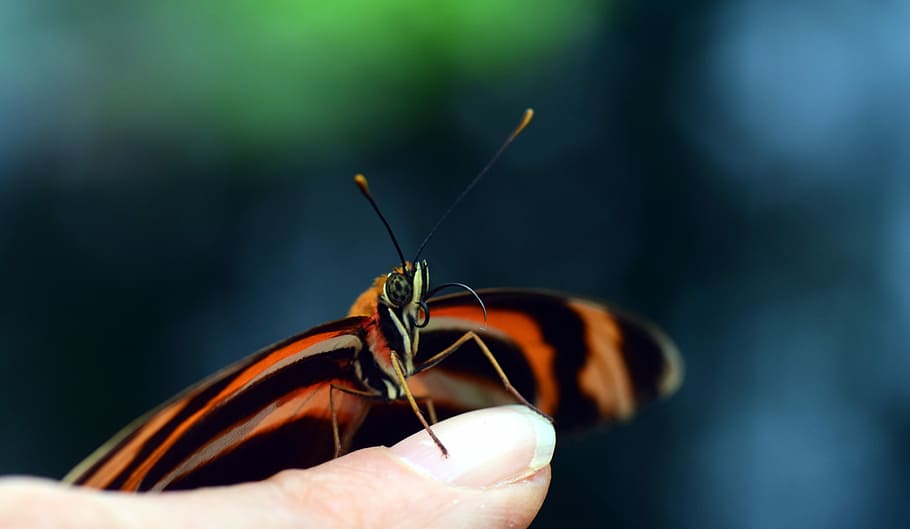 butterfly, small, tender, wing, stripes, orange, black, finger HD wallpaper