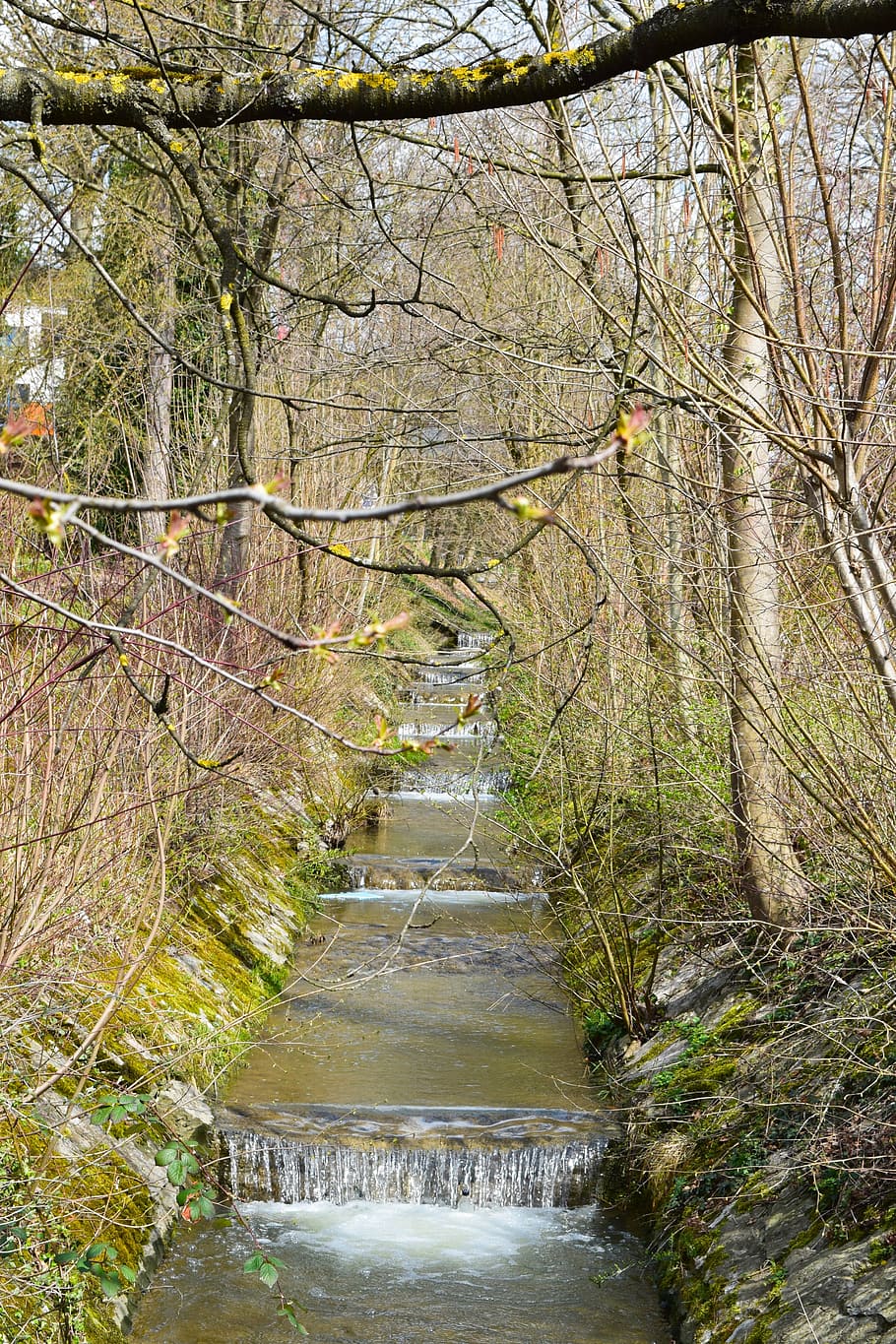 bach, creek, gradually, spring, nature, water, tree, plant HD wallpaper