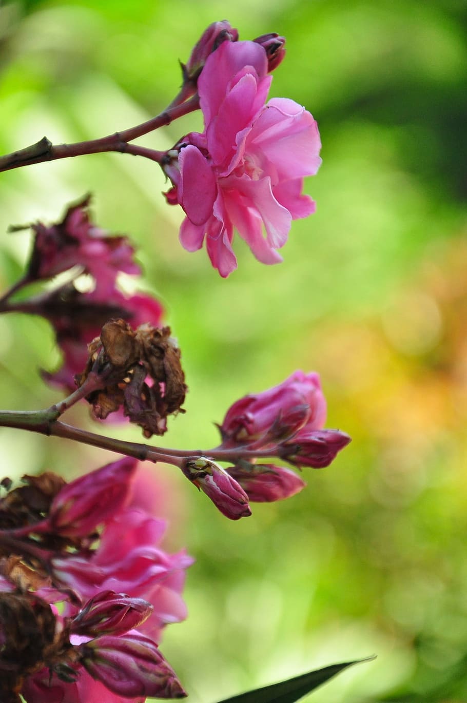 flower, purple, tree, nature, green, colorful, background, purple flowers HD wallpaper