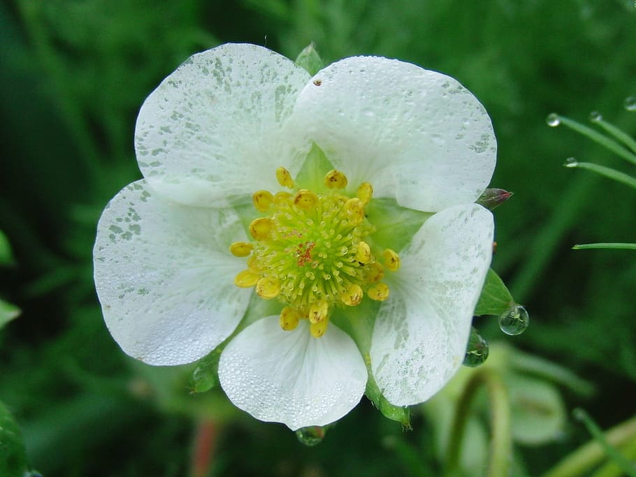 Strawberry, Flower, Bloom, White, green leaf, garden strawberry HD wallpaper