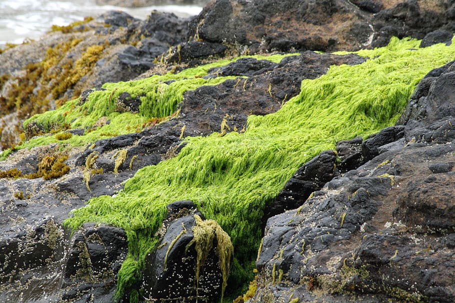 beach, rocks, moss, ocean, background, sea, nature, water, landscape HD wallpaper