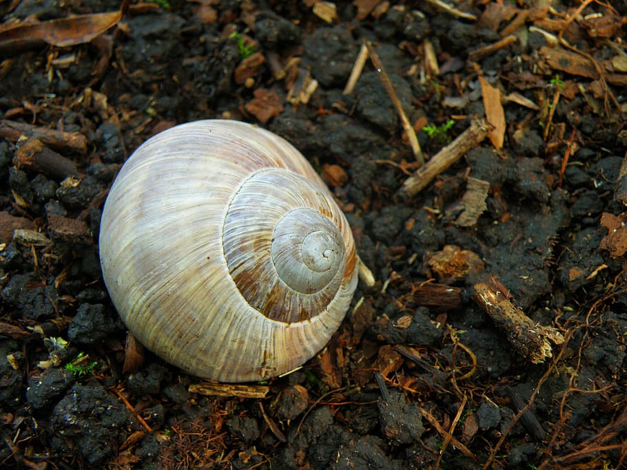 worm, conch, snail, clay, invertebrate, close-up, animal wildlife HD wallpaper