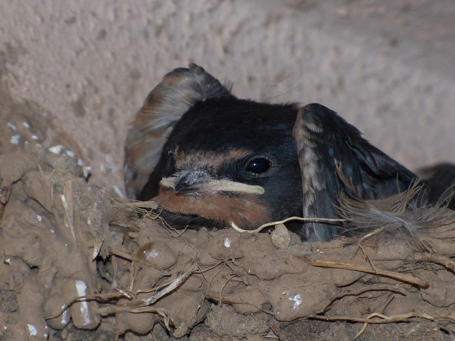 breeding, nest, chick, swallow, hirundo rustica, little bird HD wallpaper
