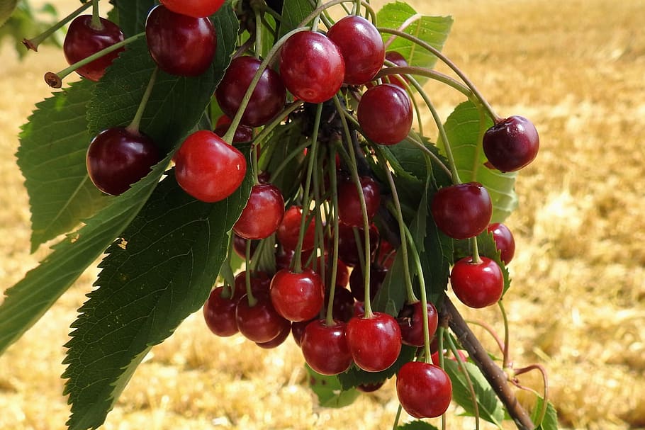 Cherry, Wild Cherries, Sweet, red, sweet cherries, orchard HD wallpaper