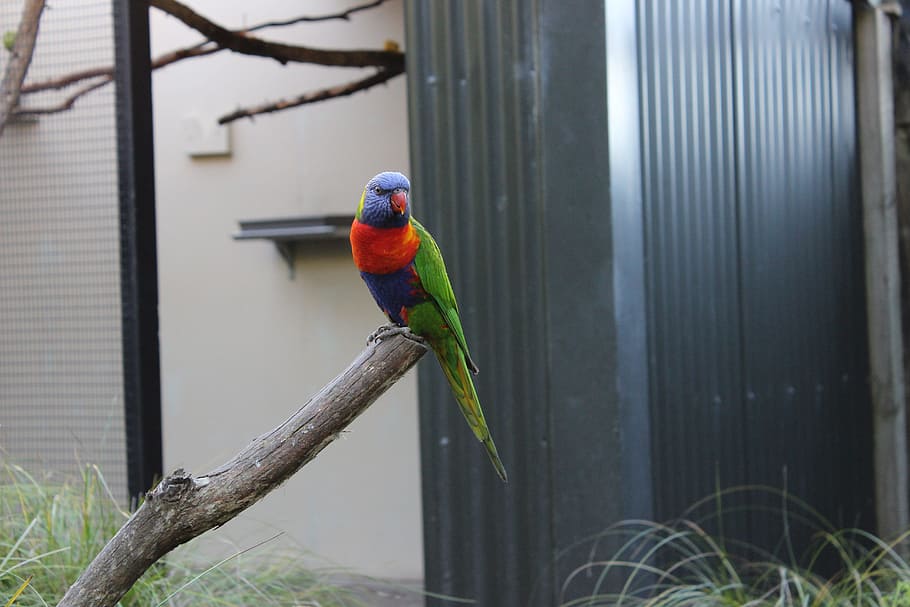 parrot, bird, branch, zoo, colorful, animal, animal themes HD wallpaper