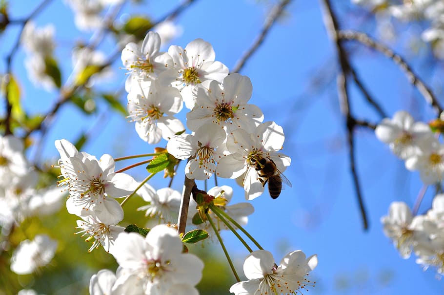 Bee, Flowers, Nectar, Insect, Close, pollen, frühlingsanfang HD wallpaper