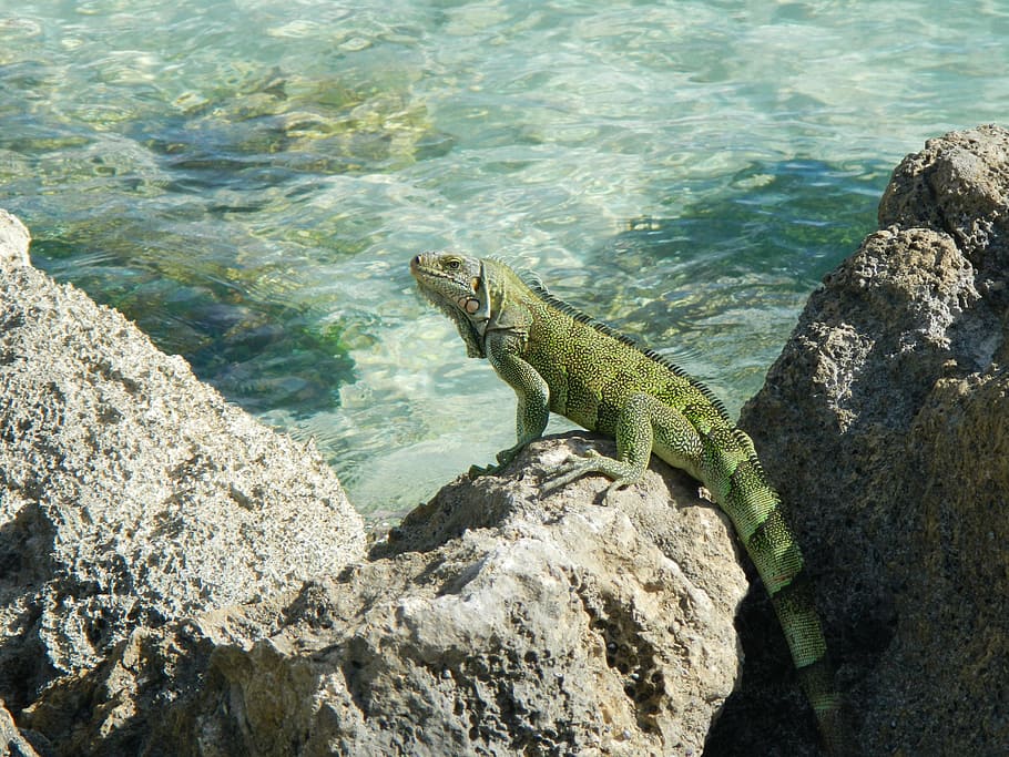 iguana, guadeloupe, tropical, reptile, rock - object, one animal, HD wallpaper
