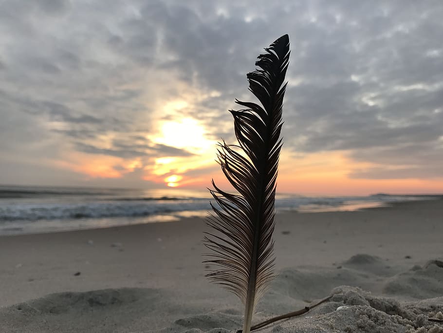 feather, sunrise, beach, sand, coast, waters, sea, nature, sky HD wallpaper