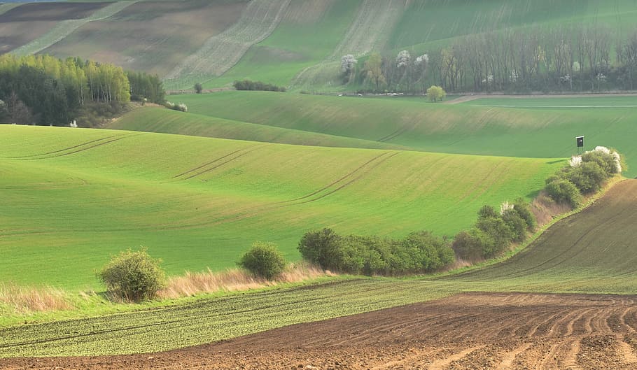 field, nature, landscape, environment, plant, beauty in nature HD wallpaper