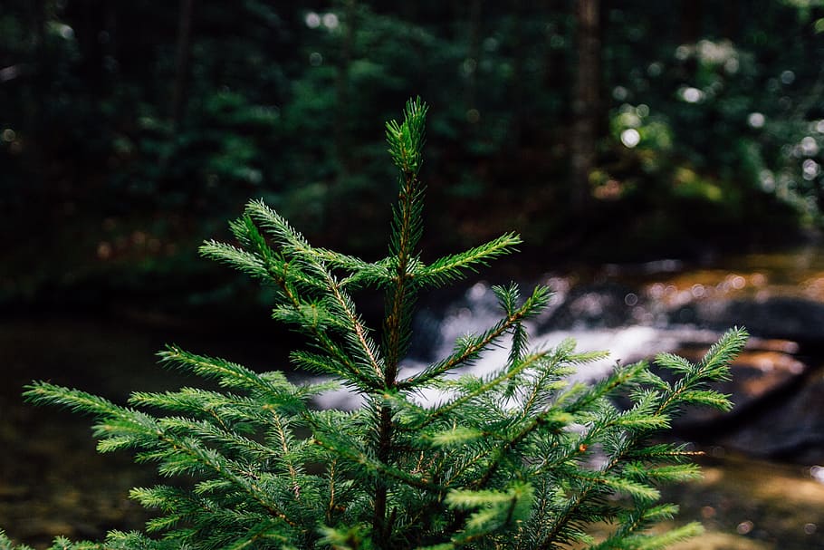 focus photography of green pine tree, shallow focus photography of green leafed plant HD wallpaper