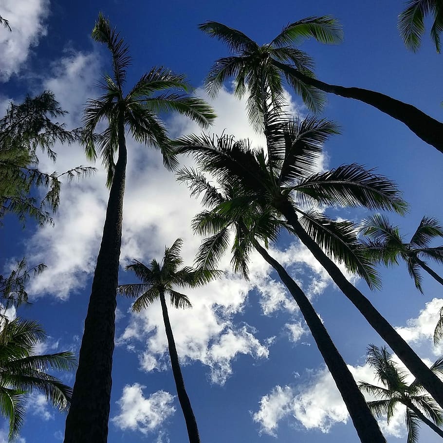 Palm Trees, Nature, Outdoors, palms, island, hawaii, paradise HD wallpaper