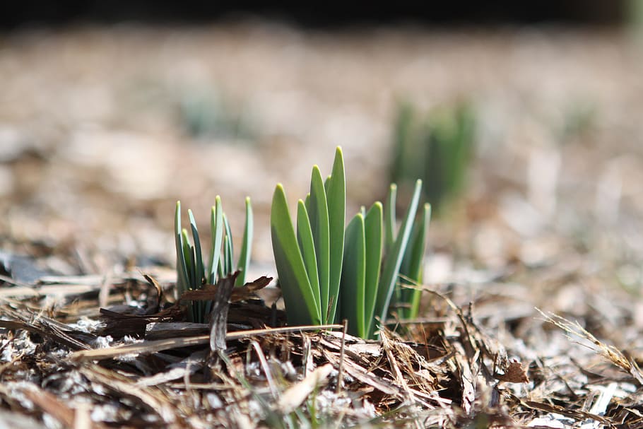 close up photography of plant, sprout, bloom, bud, spring, flower HD wallpaper