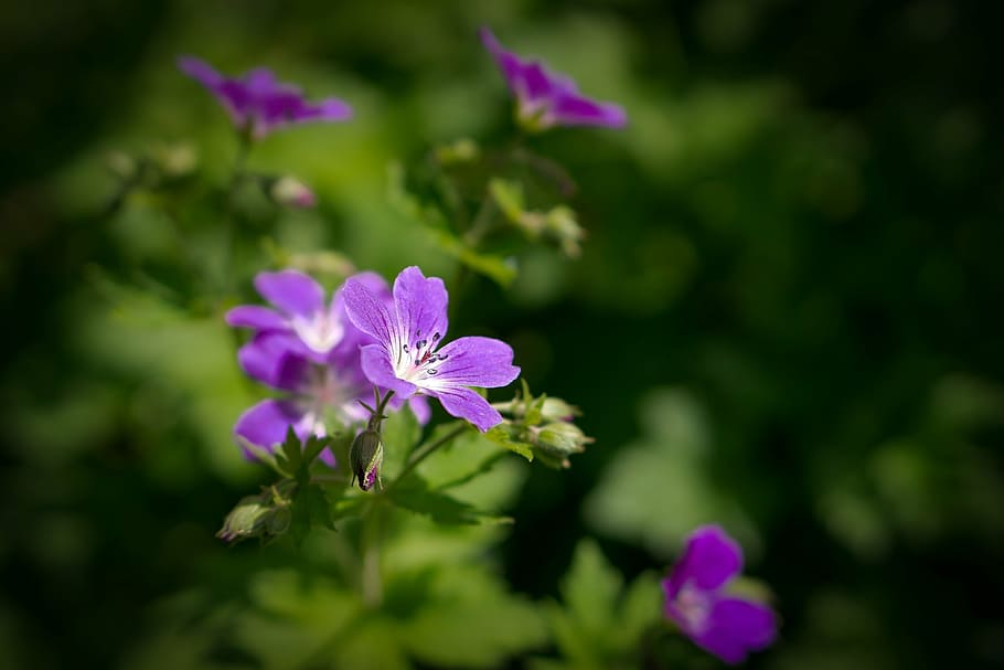 selective focus photo of purple beach rose flowers, geranium HD wallpaper