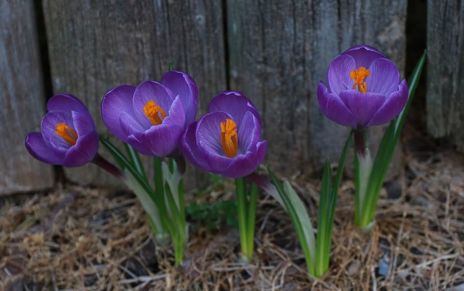 crocus, purple, flower, crocuses, flowering plant, fragility HD wallpaper