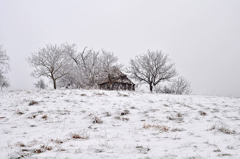 winter, nature, snow, tree, landscape, cold temperature, bare tree HD wallpaper