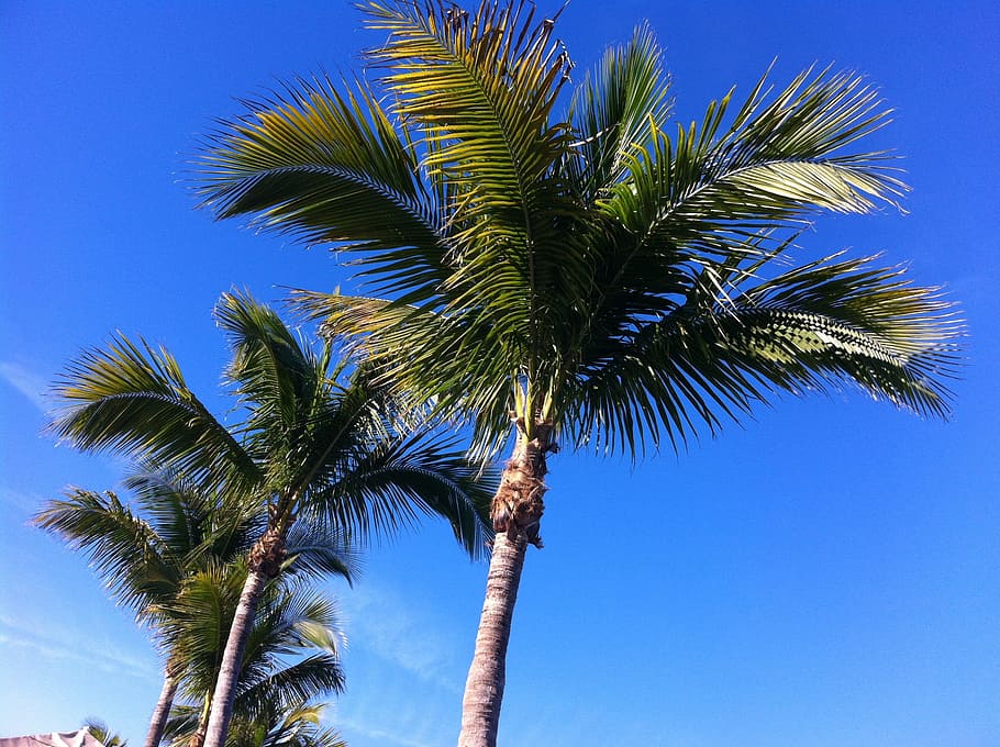 palm, tree, palm tree, palms, palm trees, caribbean, palmeras HD wallpaper