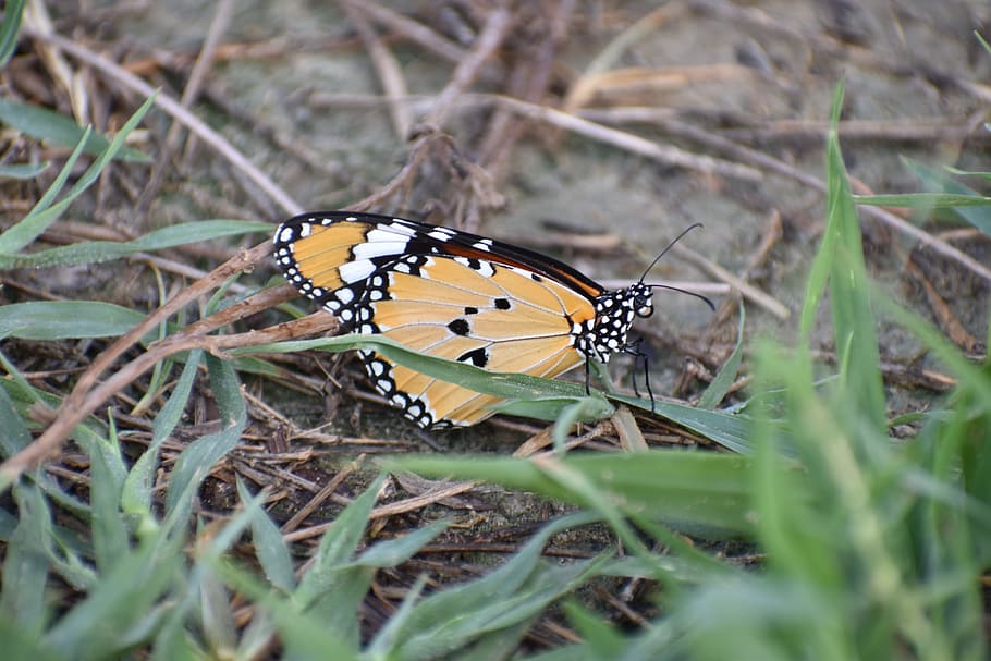 butterfly, papilionidae, insect, lepidopterous insect, animal wildlife, HD wallpaper