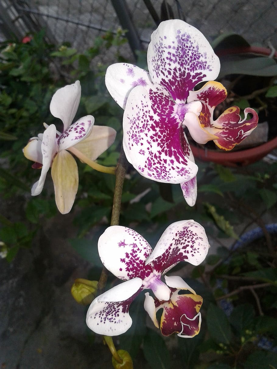 orchids, natural, purple, flower, flowering plant, beauty in nature HD wallpaper