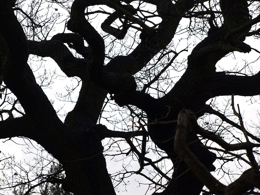 tree, dark, abstract, forest, season, nature, branch, silhouette HD wallpaper