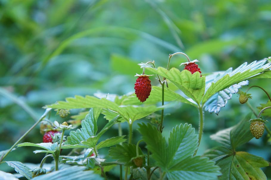 leaf, nature, fruit, berry, summer, strawberry, plant part HD wallpaper
