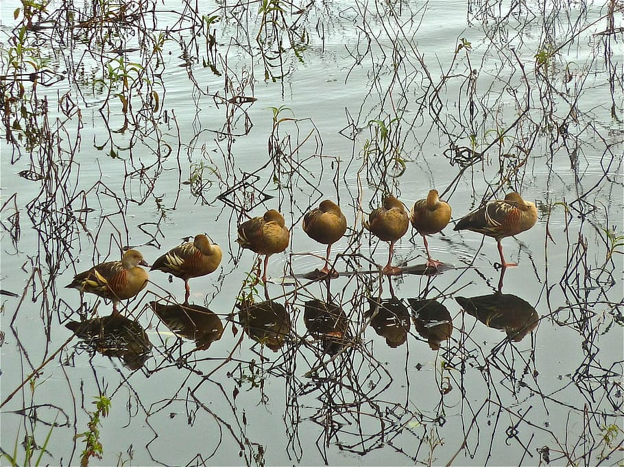 seven ducks on body of water, Birds, Row, line, standing, nature HD wallpaper