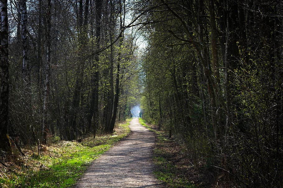forest, nature, away, spring, mood, the way forward, direction HD wallpaper