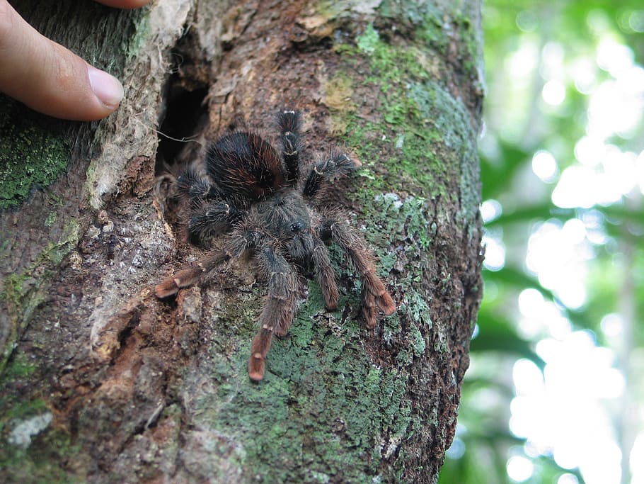 tarantula, jungle, insect, nature, wildlife, arachnid, hairy HD wallpaper