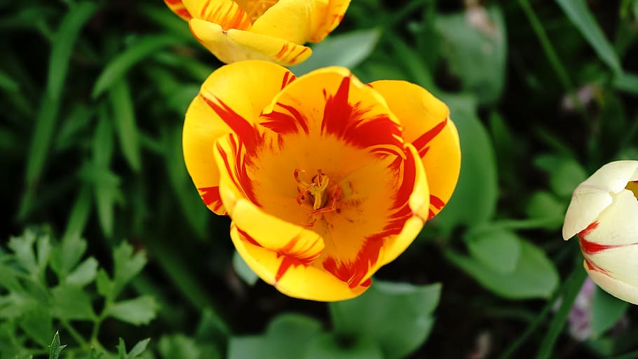 nature, flower, flora, summer, leaf, flowering plant, petal HD wallpaper