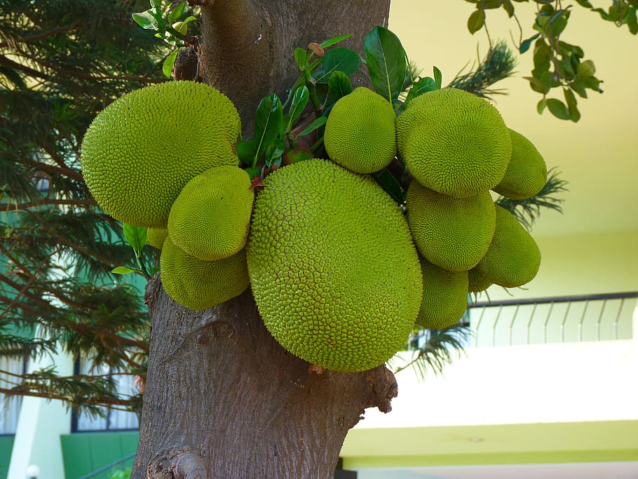 jack, fruit, green, delicious, healthy eating, plant, tree HD wallpaper