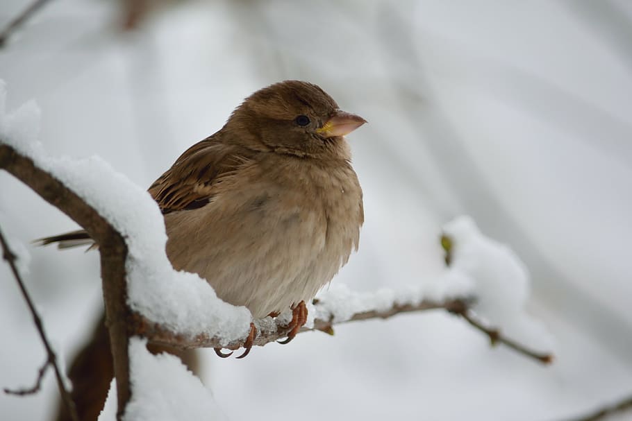 sparrow, snow, winter, animal themes, cold temperature, bird HD wallpaper