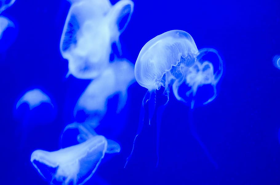Jellyfish, Aquatic, Organisms, Aquarium, aquatic organisms, HD wallpaper