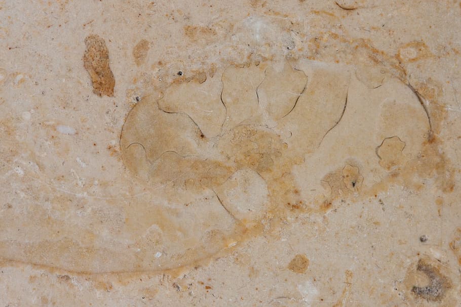 petrification, fossil beast, solnhofen limestone slabs, jura, HD wallpaper