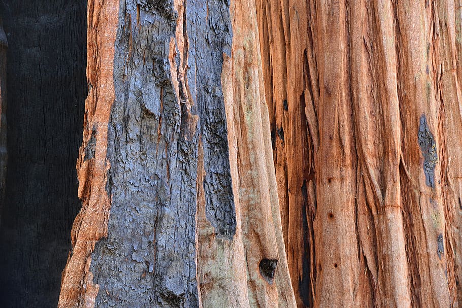 sequoia, tree, bark, fire, tribe, nature, textured, backgrounds HD wallpaper