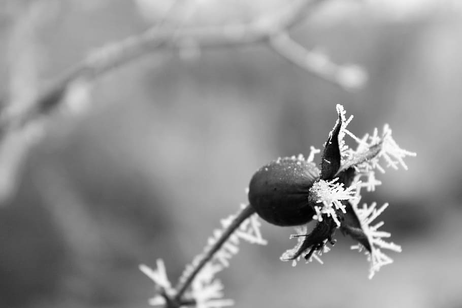 Winter, Plants, Ice, Snow, rostilna, frost, black and white HD wallpaper