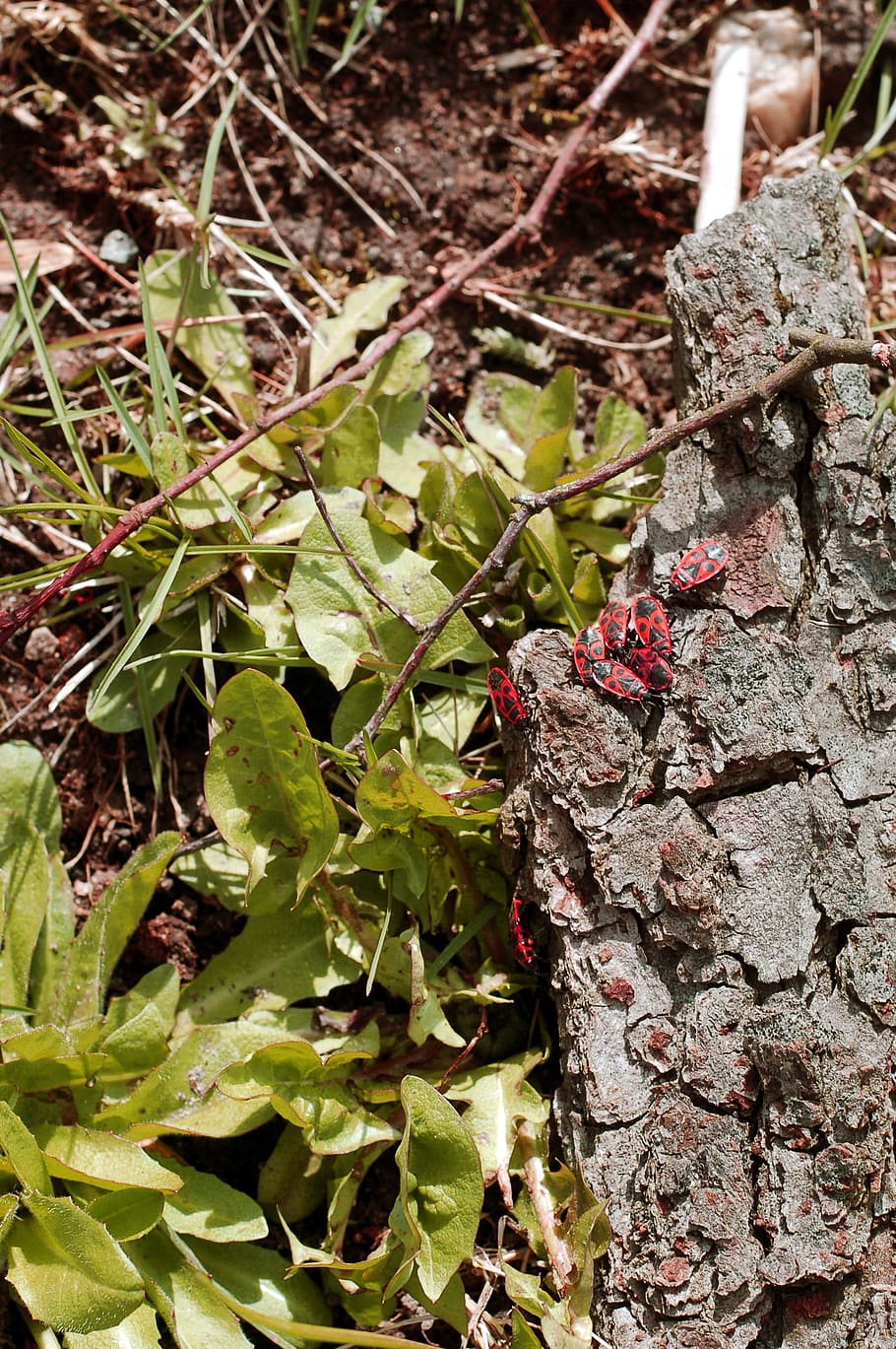 Nature, Insect, Spring, Red, Beetle, Bug, leaf, day, close-up HD wallpaper